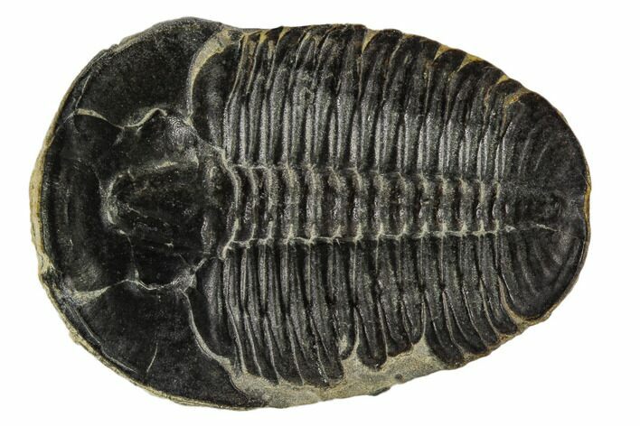 Elrathia Trilobite Fossil - Utah #108628